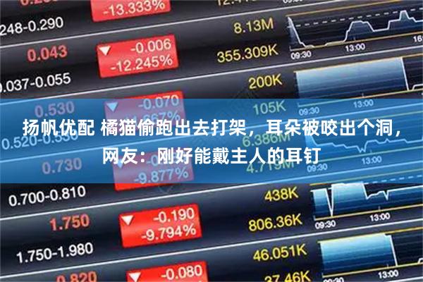 扬帆优配 橘猫偷跑出去打架，耳朵被咬出个洞，网友：刚好能戴主人的耳钉