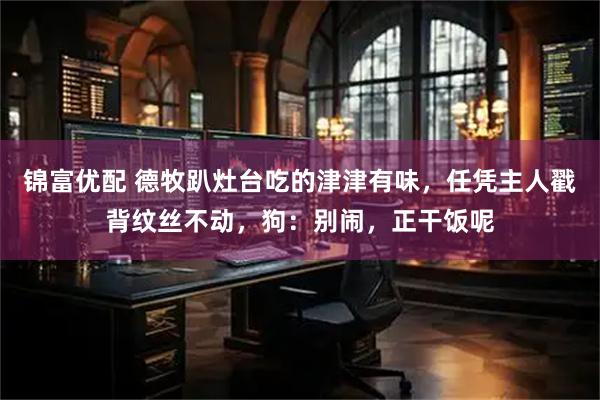 锦富优配 德牧趴灶台吃的津津有味，任凭主人戳背纹丝不动，狗：别闹，正干饭呢